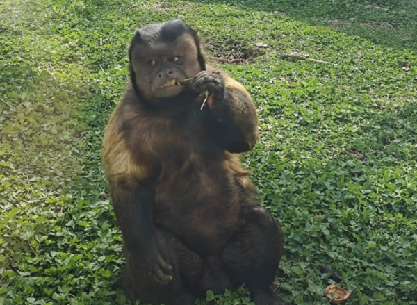 ▲▼合肥醜猴。（圖／翻攝自微博）