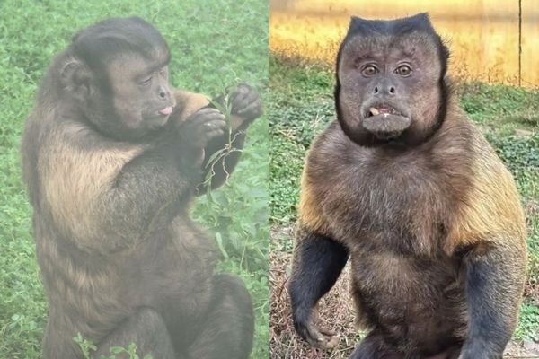 ▲▼合肥醜猴。（圖／翻攝自微博）