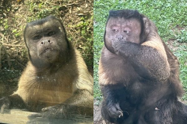 ▲▼合肥醜猴。（圖／翻攝自微博）