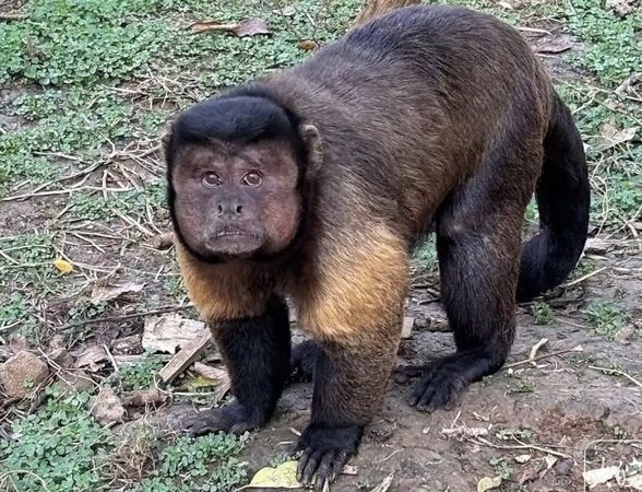 ▲▼合肥方臉猴。（圖／翻攝自微博）