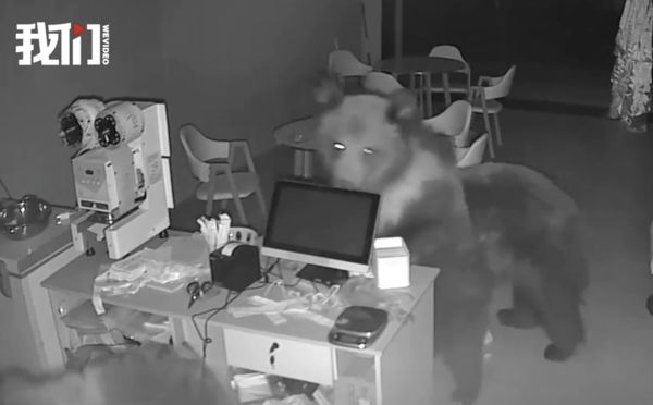 ▲▼3頭熊闖入飲料店　狂吃炸雞還喝掉一桶油。（圖／翻攝微博）