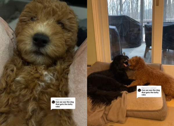 叔叔買沙發行為怪異。（圖／翻攝自Tiktok@astraightgeeksesh）