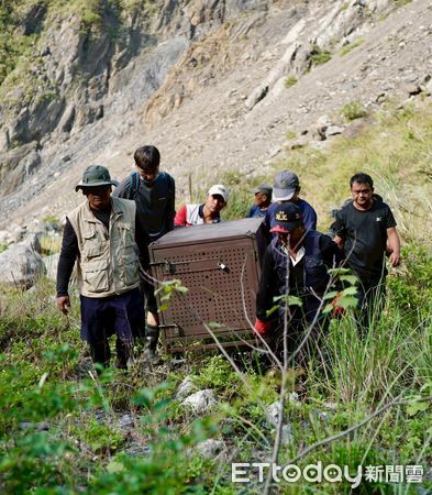 ▲大武小熊 Tawmele7日康復野放             。（圖／林業及自然保育署屏東分署屏東分署提供）