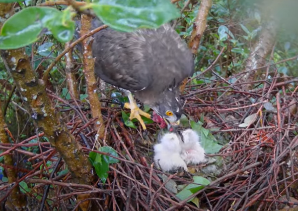 大安區鳳頭蒼鷹小花媽媽育雛。（圖／翻攝自Youtube@RRGT）