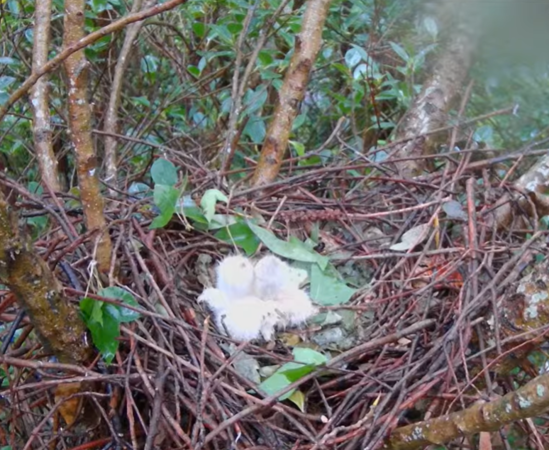 大安區鳳頭蒼鷹小花媽媽育雛。（圖／翻攝自Youtube@RRGT）