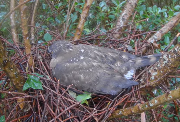 大安區鳳頭蒼鷹小花媽媽育雛。（圖／翻攝自Youtube@RRGT）