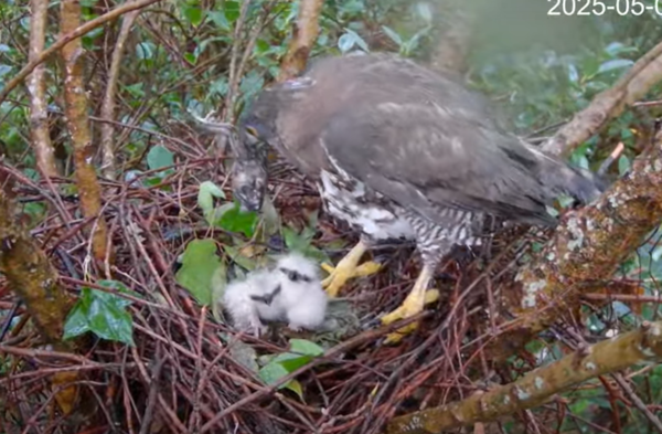 大安區鳳頭蒼鷹小花媽媽育雛。（圖／翻攝自Youtube@RRGT）