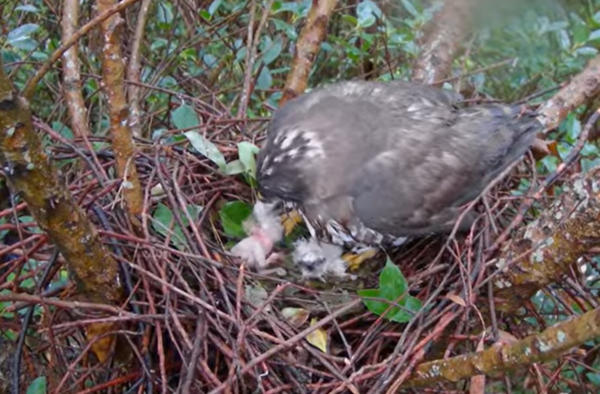 大安區鳳頭蒼鷹小花媽媽育雛。（圖／翻攝自Youtube@RRGT）