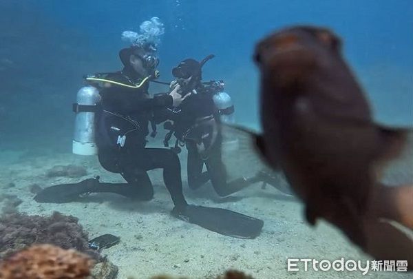 ▲潛水錄影遭「大膽鯛民」亂入　瘋狂搶鏡完美擋住每一幕。（圖／半島海人提供，請勿隨意翻拍，以免侵權。）