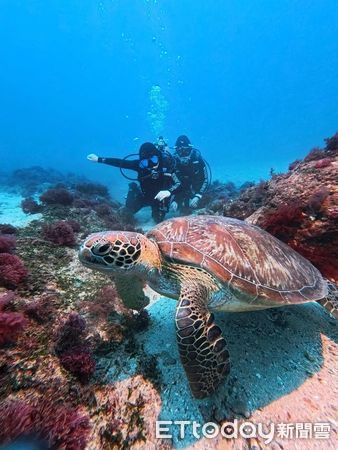 ▲潛水錄影遭「大膽鯛民」亂入　瘋狂搶鏡完美擋住每一幕。（圖／半島海人提供，請勿隨意翻拍，以免侵權。）