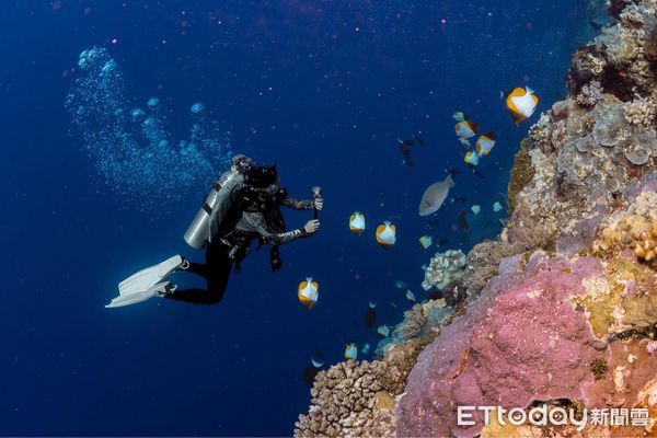 ▲潛水錄影遭「大膽鯛民」亂入　瘋狂搶鏡完美擋住每一幕。（圖／半島海人提供，請勿隨意翻拍，以免侵權。）
