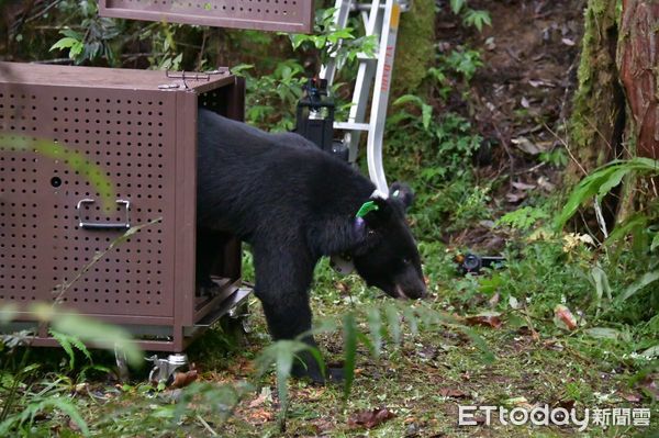 ▲▼台灣黑熊「Lizuk」在112年6月12日由花蓮分署野放重返山林。（圖／花蓮分署提供，下同）