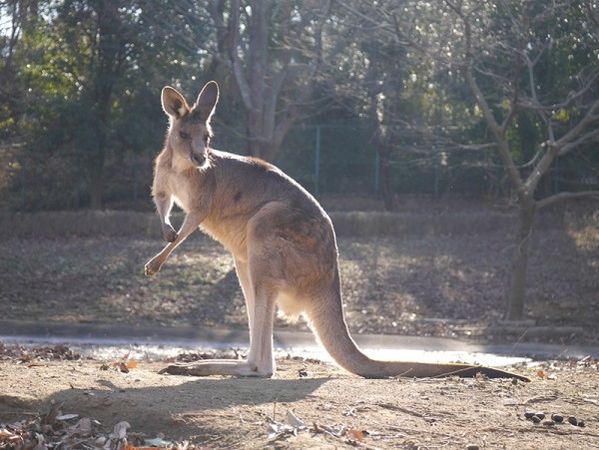 ▲日本東大袋鼠。（圖／翻攝自埼玉縣兒童動物自然公園）
