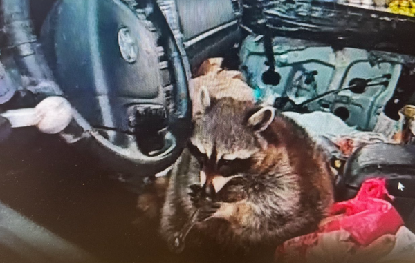 交通警路邊攔檢女子車　驚見寵物浣熊駕駛座上「叼冰毒管」爽吸。（圖／翻攝自Facebook／Springfield Township Police Department）