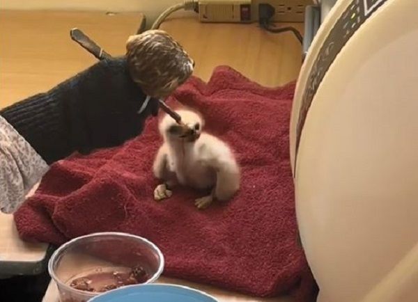 ▲保育員用「無眼老鷹頭」餵紅尾鵟寶寶　避免牠們把人類當媽。（圖／翻攝自TikTok／@glenhelenraptors）