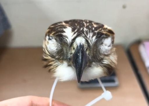 ▲保育員用「無眼老鷹頭」餵紅尾鵟寶寶　避免牠們把人類當媽。（圖／翻攝自TikTok／@glenhelenraptors）