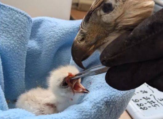 ▲保育員用「無眼老鷹頭」餵紅尾鵟寶寶　避免牠們把人類當媽。（圖／翻攝自TikTok／@glenhelenraptors）