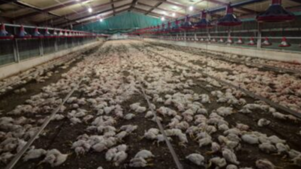 ▲▼沒錢買飼料！牧場雞群被餓到「同類殘食」　逾35隻人道毀滅。（圖／翻攝nspca.co.za）