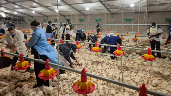 ▲▼沒錢買飼料！牧場雞群被餓到「同類殘食」　逾35隻人道毀滅。（圖／翻攝nspca.co.za）