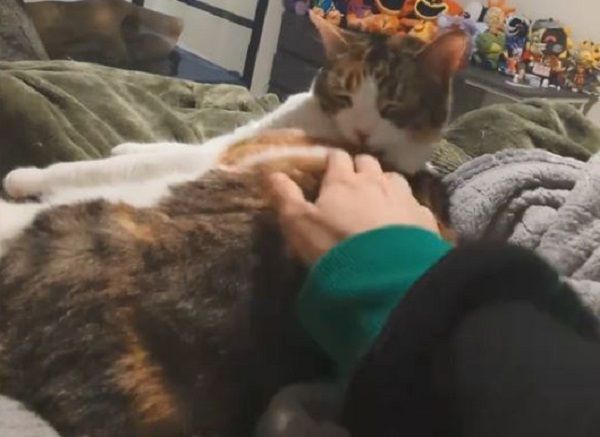 ▲三花舔毛中奴才伸鹹豬手　眼神死「後仰躺平」直接放棄掙扎。（圖／翻攝自TikTok／@fish32673）