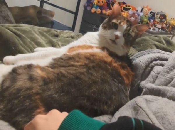 ▲三花舔毛中奴才伸鹹豬手　眼神死「後仰躺平」直接放棄掙扎。（圖／翻攝自TikTok／@fish32673）