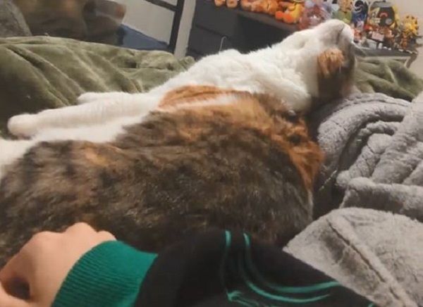 ▲三花舔毛中奴才伸鹹豬手　眼神死「後仰躺平」直接放棄掙扎。（圖／翻攝自TikTok／@fish32673）