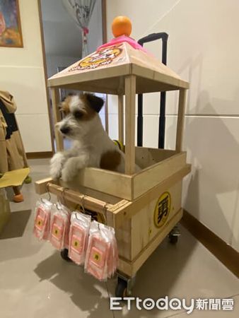 傑克羅素犬橘子專屬轎子繞境。（圖／飼主@orange113323提供）