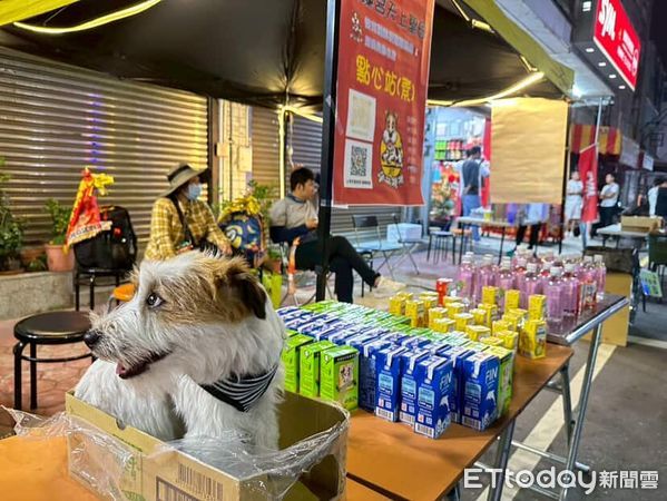 傑克羅素犬橘子專屬轎子繞境。（圖／飼主@orange113323提供）