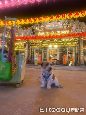 傑克羅素犬橘子專屬轎子繞境。（圖／飼主@orange113323提供）