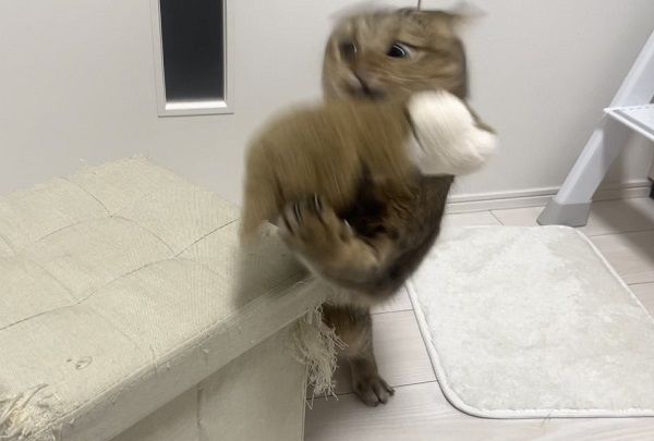 ▲虎斑貓聽奴才說「有點心」　結果被騙進浴缸滿臉不可置信。（圖／翻攝自X／@MiniraDiary）