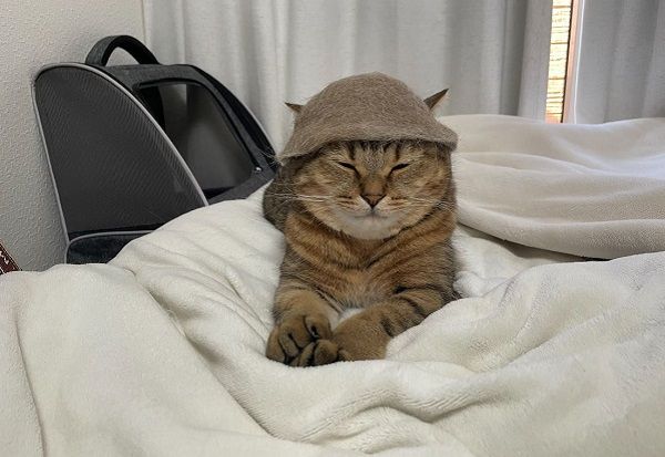 ▲虎斑貓聽奴才說「有點心」　結果被騙進浴缸滿臉不可置信。（圖／翻攝自X／@MiniraDiary）