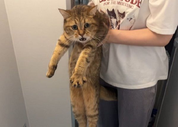 ▲虎斑貓聽奴才說「有點心」　結果被騙進浴缸滿臉不可置信。（圖／翻攝自X／@MiniraDiary）