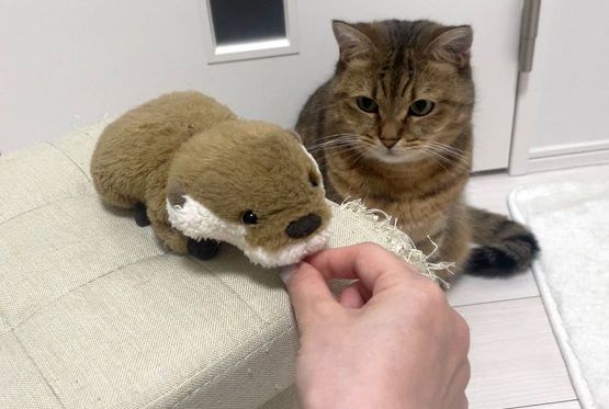 ▲虎斑貓聽奴才說「有點心」　結果被騙進浴缸滿臉不可置信。（圖／翻攝自X／@MiniraDiary）