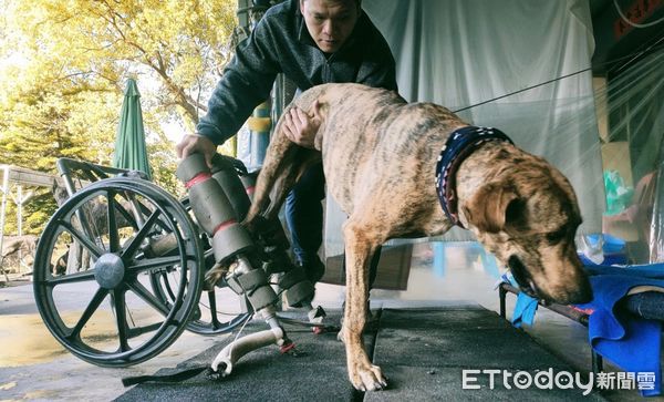 ▲「55kg癱瘓高山犬」搭輪椅享受狗生　草地慢步親近大自然。（圖／有點毛毛的／里歐媽媽）