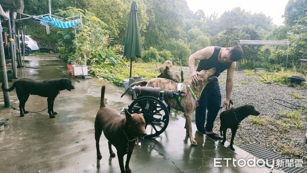 ▲「55kg癱瘓高山犬」搭輪椅享受狗生　草地慢步親近大自然。（圖／有點毛毛的／里歐媽媽）