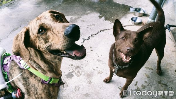 ▲「55kg癱瘓高山犬」搭輪椅享受狗生　草地慢步親近大自然。（圖／有點毛毛的／里歐媽媽）