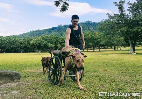 ▲「55kg癱瘓高山犬」搭輪椅享受狗生　草地慢步親近大自然。（圖／有點毛毛的／里歐媽媽）