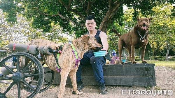 ▲「55kg癱瘓高山犬」搭輪椅享受狗生　草地慢步親近大自然。（圖／有點毛毛的／里歐媽媽）