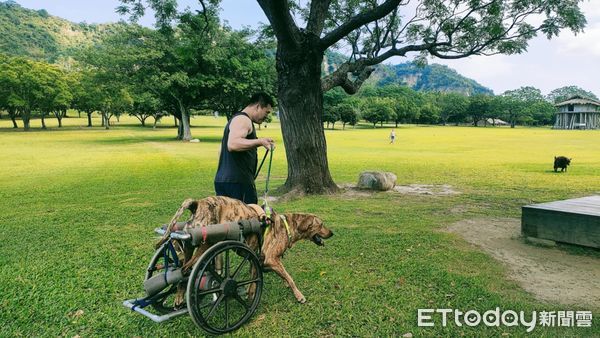 ▲「55kg癱瘓高山犬」搭輪椅享受狗生　草地慢步親近大自然。（圖／有點毛毛的／里歐媽媽）