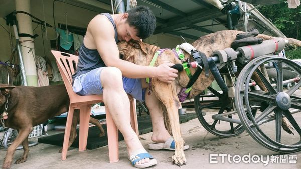 ▲「55kg癱瘓高山犬」搭輪椅享受狗生　草地慢步親近大自然。（圖／有點毛毛的／里歐媽媽）