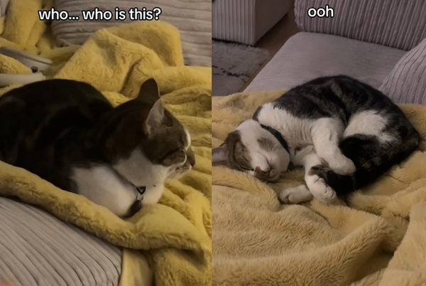 開門取外送「隨餐附贈陌生貓咪」！？　女傻眼：我沒點貓啊。（圖／翻攝自TikTok／indipine）