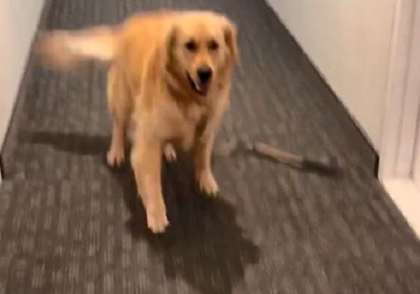 ▲阿金散步ing偶遇媽媽　「秒回頭」尾巴狂搖跳起超級撒嬌。（翻攝自TikTok／@laurenandcody）