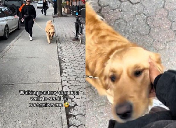 ▲阿金散步ing偶遇媽媽　「秒回頭」尾巴狂搖跳起超級撒嬌。（翻攝自TikTok／@laurenandcody）