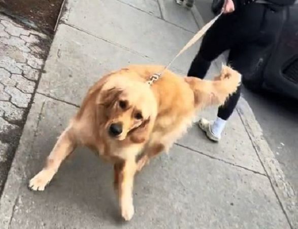 ▲阿金散步ing偶遇媽媽　「秒回頭」尾巴狂搖跳起超級撒嬌。（翻攝自TikTok／@laurenandcody）