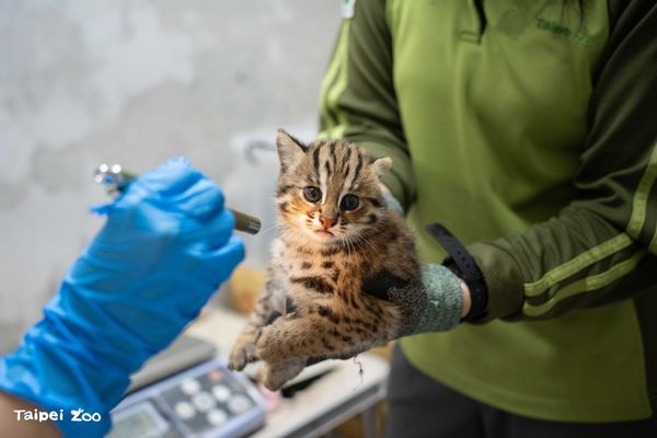 台北市立動物園舉辦雙胞胎小石虎命名活動，引起許多人留言討論。（台北市立動物園提供）