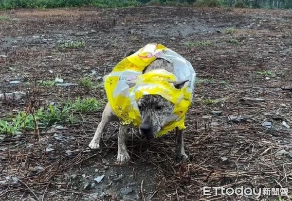 ▲虎班汪穿「塑膠袋雨衣」無奈臉　戴「同牌浴帽」出門上廁所。（圖／Threads@k.w.1225提供，請勿隨意翻拍，以免侵權。）