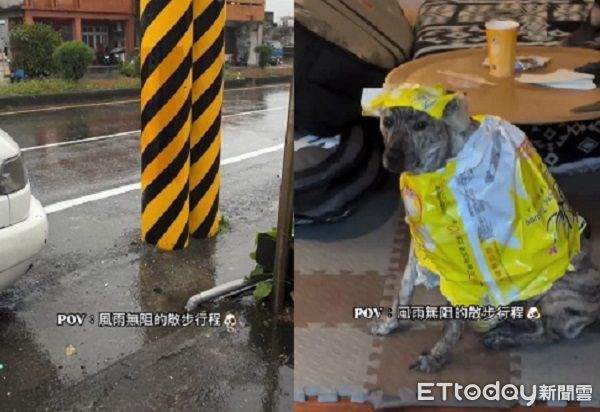 ▲虎班汪穿「塑膠袋雨衣」無奈臉　戴「同牌浴帽」出門上廁所。（圖／Threads@k.w.1225提供，請勿隨意翻拍，以免侵權。）