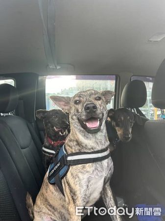 ▲虎班汪穿「塑膠袋雨衣」無奈臉　戴「同牌浴帽」出門上廁所。（圖／Threads@k.w.1225提供，請勿隨意翻拍，以免侵權。）