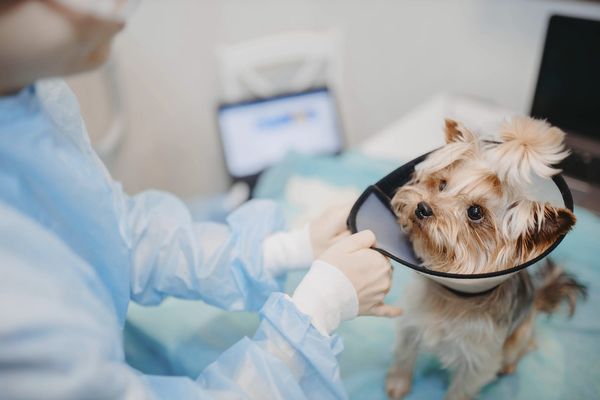 ▲▼獸醫,狗,約克夏。（圖／VCG）