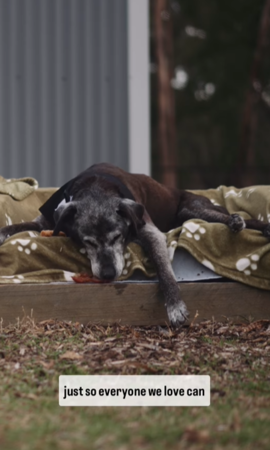 愛犬參加完婚禮離世。（圖／翻攝自IG@jamierossweddings）